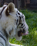 _MG_0393 8x10gbem.jpg