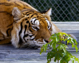 _MG_0624 8x10ame.jpg