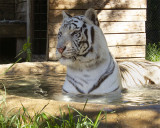 _MG_0315 8x10gbem.jpg