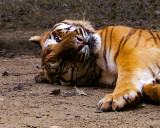 _MG_0844 8x10sid.jpg