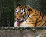_MG_0473 8x10jem.jpg