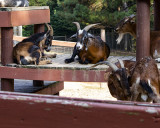 _MG_0574 8x10goats.jpg