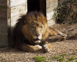 _MG_7217a 8x10fur.jpg
