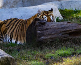 _MG_8957 8x10ame.jpg