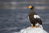 Stellers Sea-eagle<br><i>(Haliaeetus pelagicus)</i>