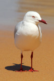 Silver Gull