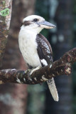 Laughing Kookaburra