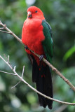 Australian King Parrot