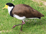 Masked lapwing