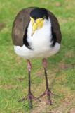 Masked lapwing