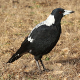 Australian Magpie