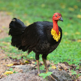 Australian Brush Turkey