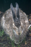 Prairie hares