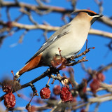 Edmonton Birds