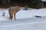 Coyotes