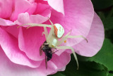 Goldenrod Crab Spider