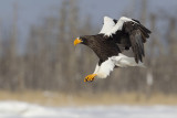 Steller's Sea Eagle (Haliaeetus pelagicus)