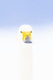 Whooper Swan (Cygnus cygnus)