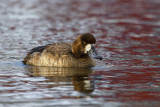 Greater Scaup (Aythya marila)