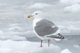 Glaucous-winged Gull (Larus glaucescens)