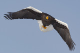 Steller's Sea Eagle (Haliaeetus pelagicus)