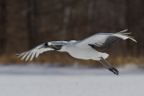 Red-crowned Crane (Grus japonensis)