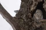Eurasian Nuthatch (Sitta europea) and Ural Owl (Strix uralensis)