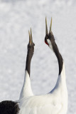 Red-crowned Crane (Grus japonensis)
