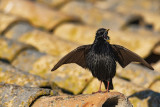 Spotless Starling (Sturnus unicolor)