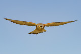 Lesser Kestrel (Falco naumanni)