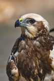 Western Marsh Harrier (Circus aeruginosus)