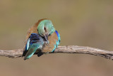 European Roller (Coracias garrulus)