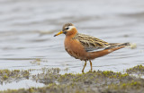 Grey Phalarope (Phalaropus fulicarius)