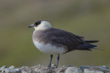 Arctic Skua (Stercorarius parasiticus)