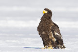 Steller's Sea Eagle (Haliaeetus pelagicus)