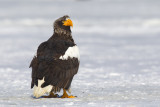 Steller's Sea Eagle (Haliaeetus pelagicus)