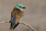 European Roller (Coracias garrulus)