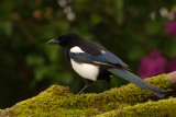Eurasian Magpie (Pica pica)