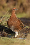 Red Grouse (Lagopus lagopus hibernicus)