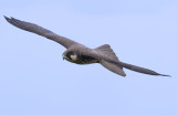 Eleonora's falcon (Falco eleonorae) 