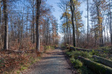 Taunus (Autumn 2020)