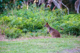 Swamp wallaby at Byron Bay