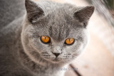 Maisie, our British blue kitten