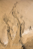 Trees in sand