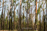 Emergency leaves on gum trees