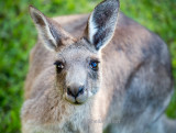 Eastern grey kangaroo