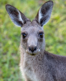 Kangaroo at Hungry Head