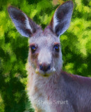 Eastern grey kangaroo as painting