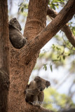 Two koala joeys in trees.