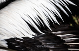 Pelican feathers